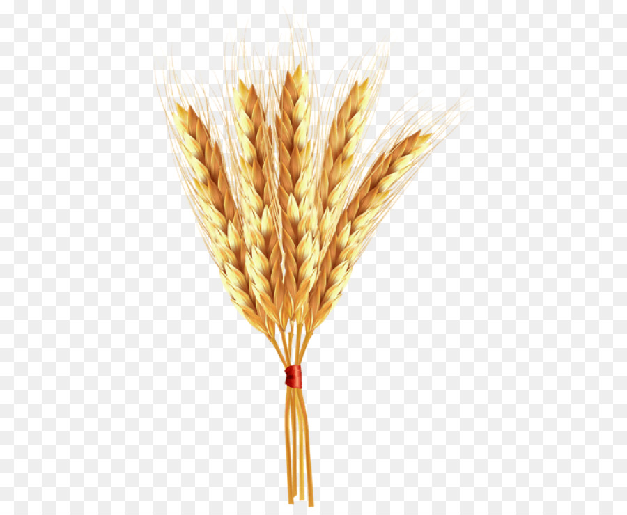 Blé，Grain PNG