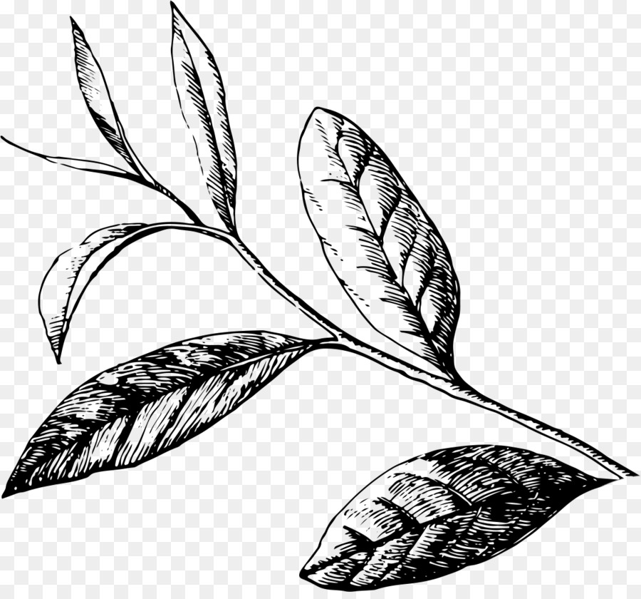 Dessin De Plante，Feuilles PNG