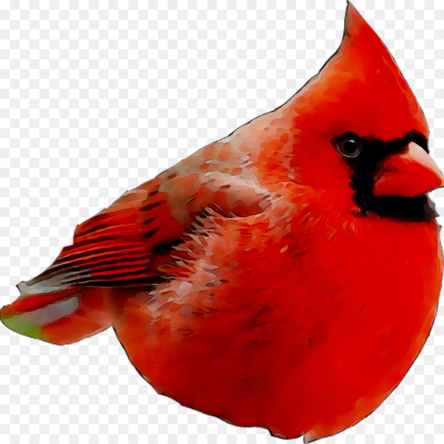 Cardinal，Rouge PNG