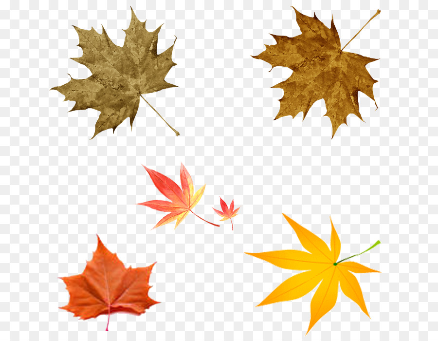 Feuilles，Automne PNG