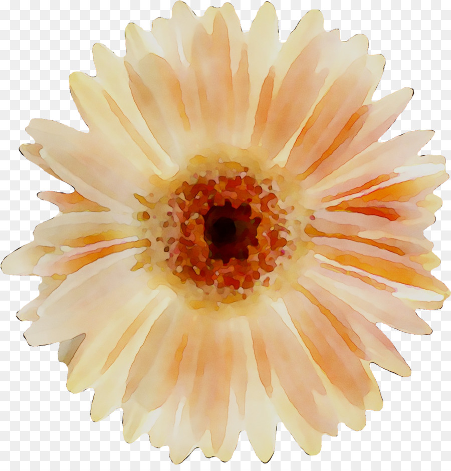 Marguerite Du Transvaal，Chrysanthème PNG