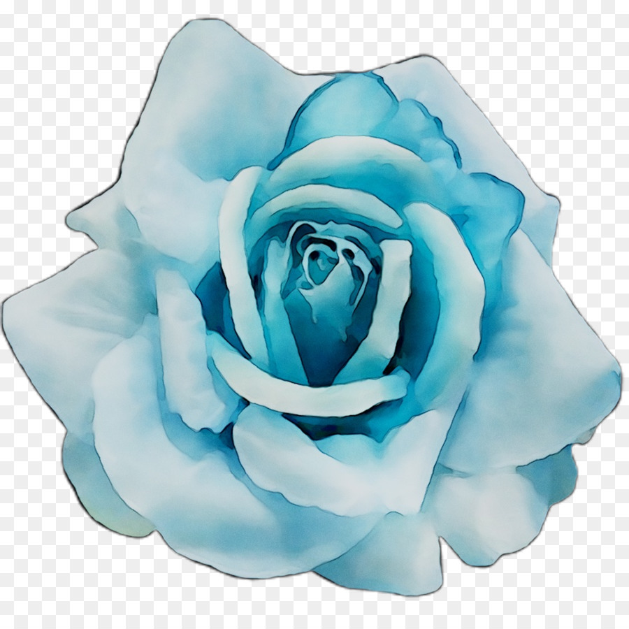 Rose Pourpre，Rose PNG