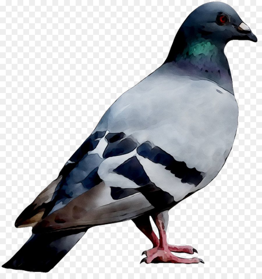 Pigeon，Colombe PNG