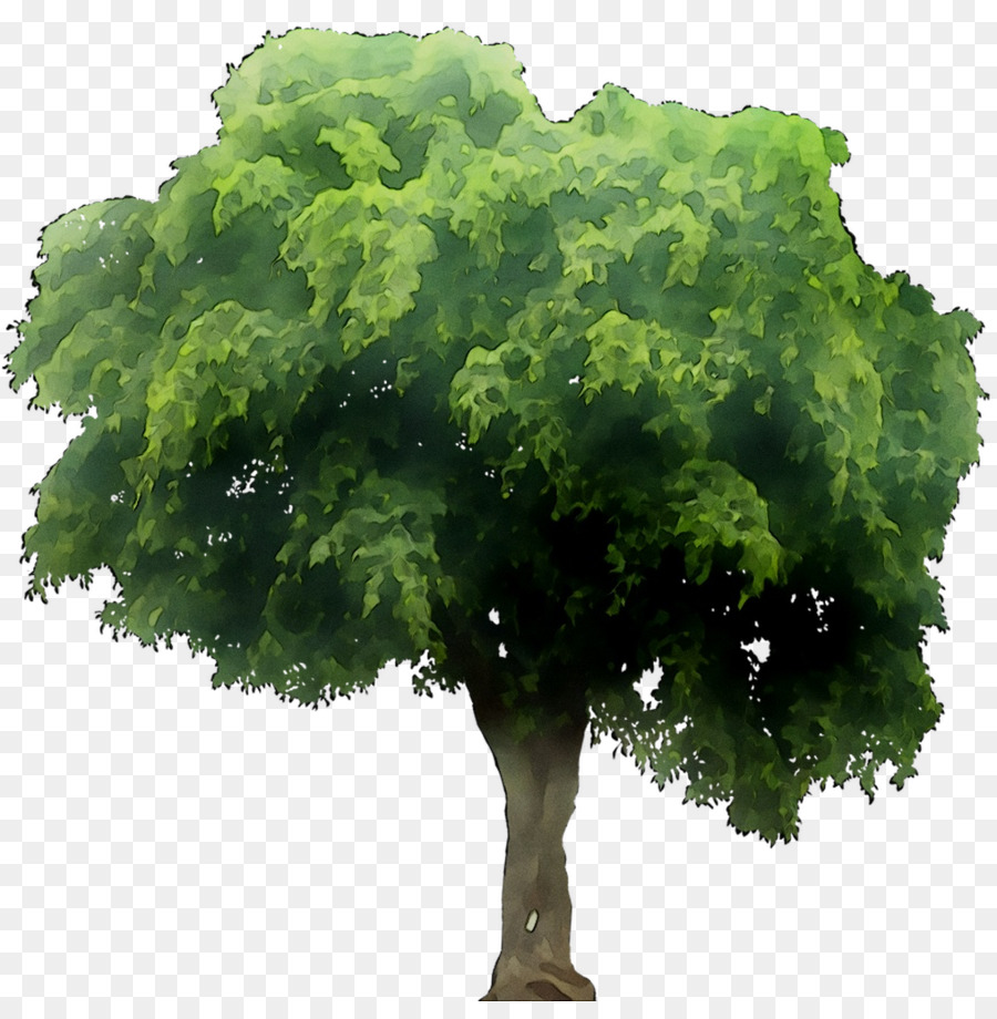 Arbre Vert，Usine PNG