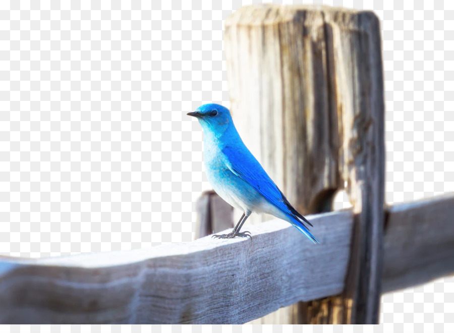 Oiseau，Citrouille Oiseau Bleu PNG