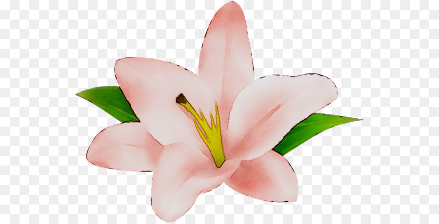 Fleurs Roses，Fleurs PNG