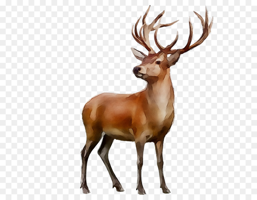 Cerf，Bois PNG