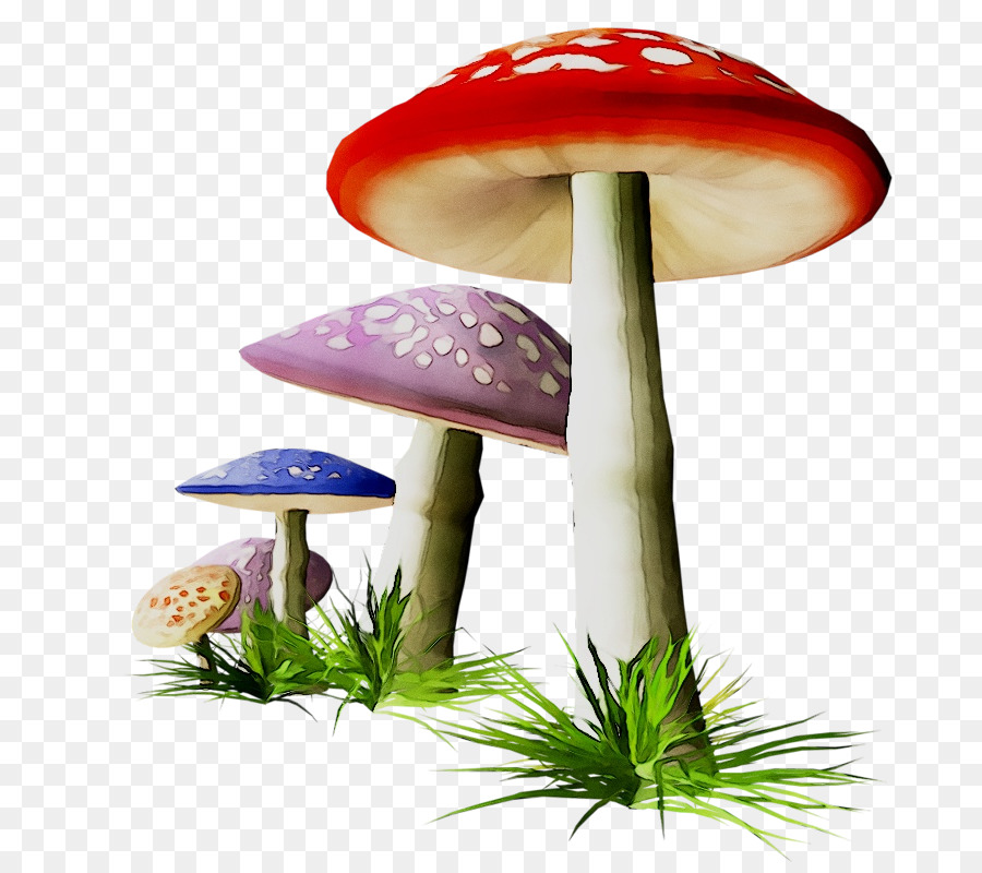 Champignons，Champignon Comestible PNG