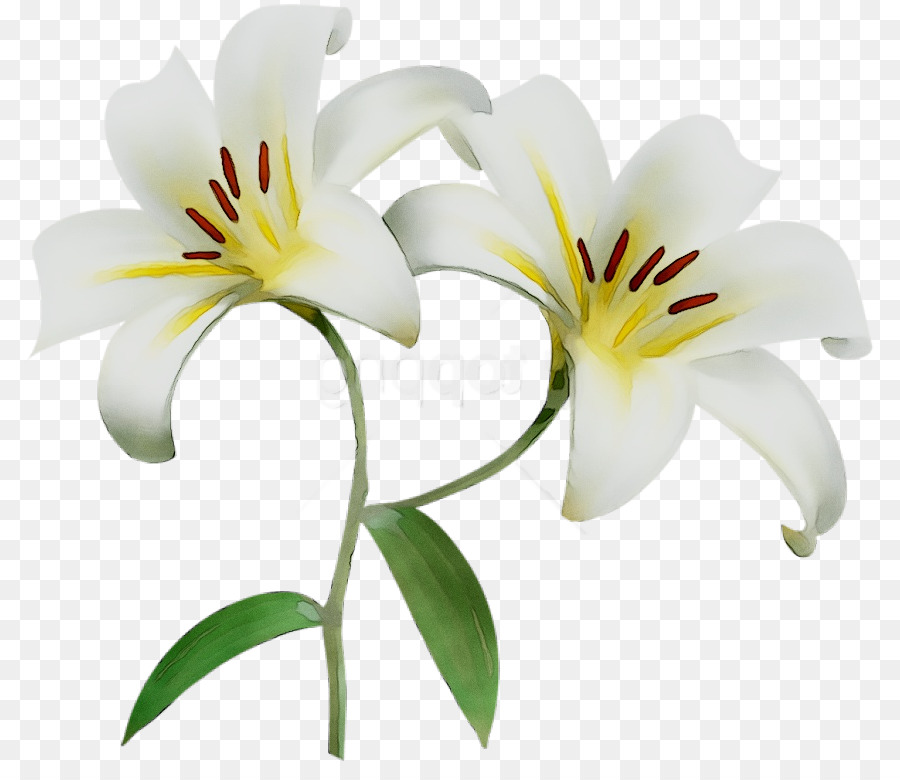 Les Fleurs Coupées，Tige De La Plante PNG