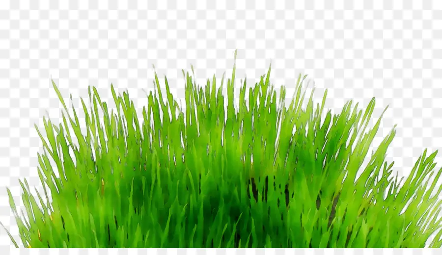 Herbe，Vert PNG