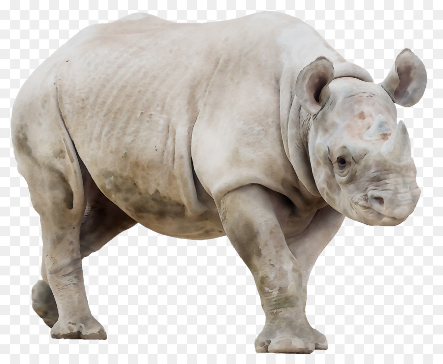 Rhinocéros，Rhinocéros De Java PNG
