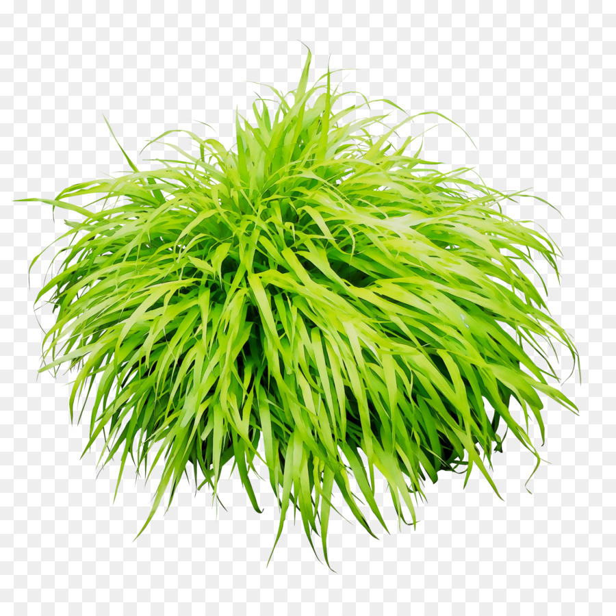 Herbes，Aquarium PNG