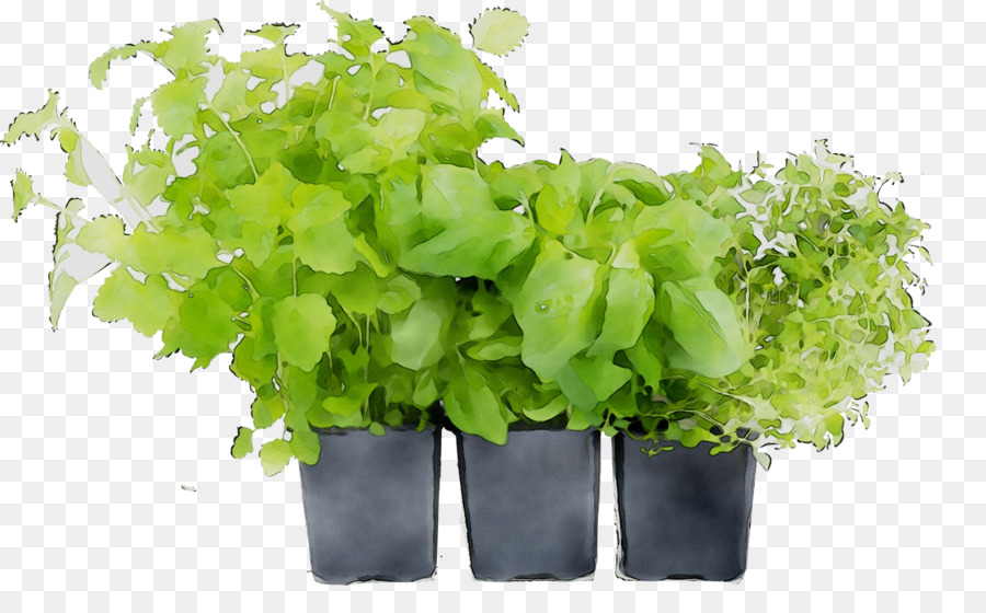 Herbes En Pot，Herbes PNG