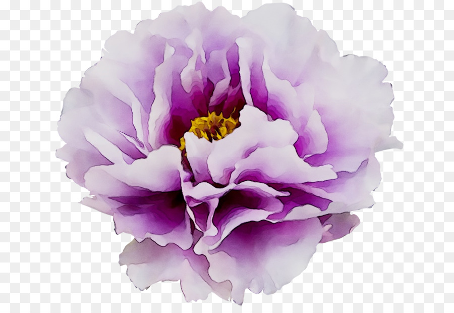 Moutan Pivoine，Arbre De Pivoine PNG