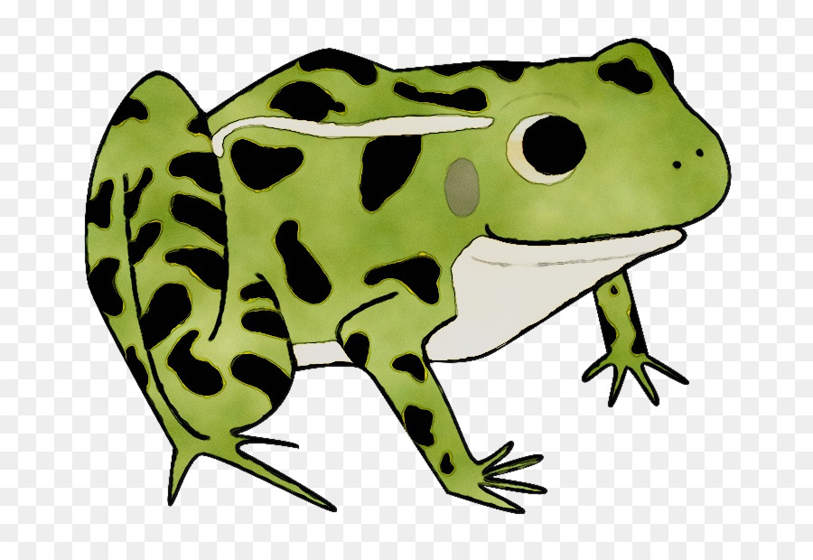 Crapaud，Vrai Grenouille PNG