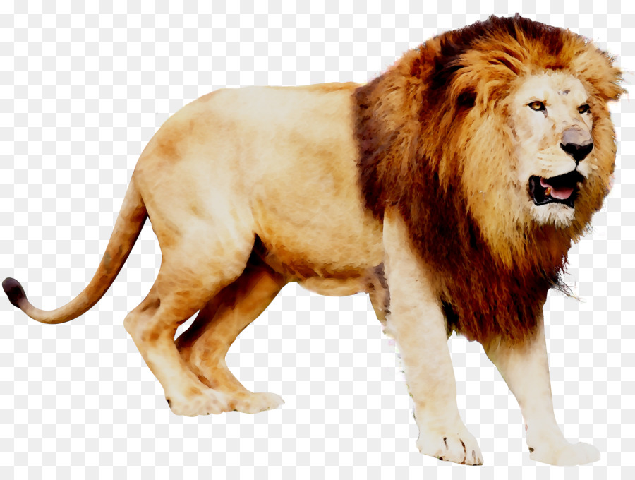 Lion，Faune PNG