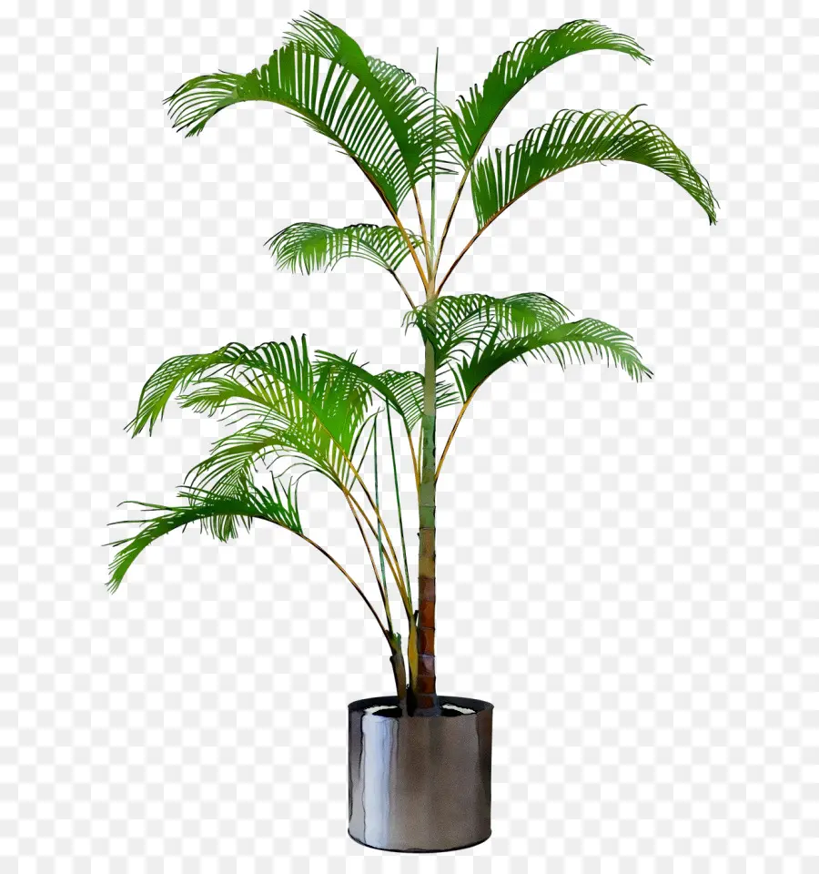 Plante En Pot，Vert PNG