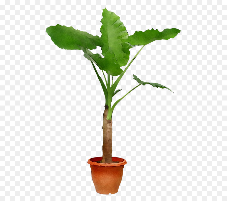 Flowerpot，Plante D'intérieur PNG