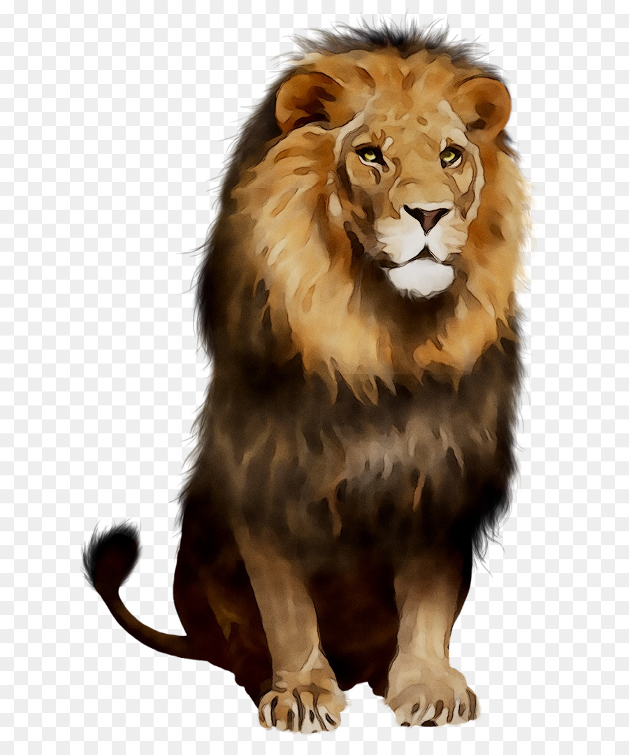 Lion Noir，Lion PNG