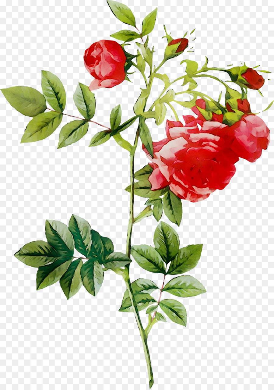 Rose Rose，Floraison PNG