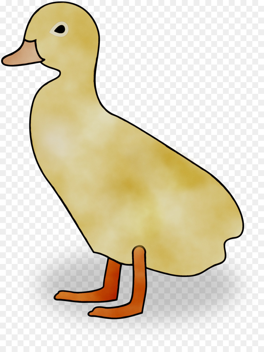 Canard，Oiseau PNG