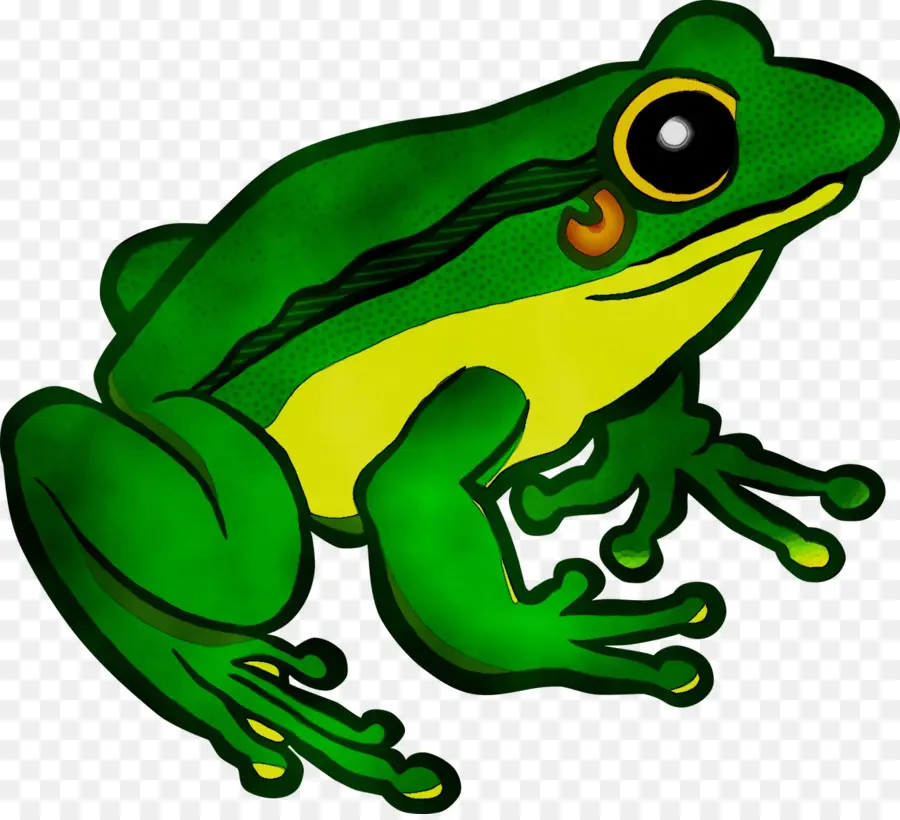 Grenouille，Grenouille Volante PNG