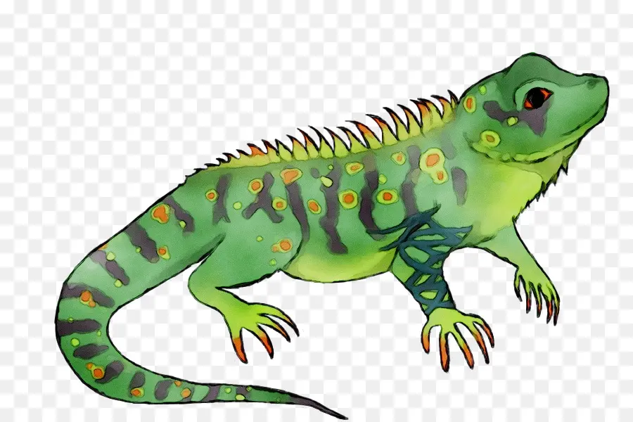 Les Iguanes，Gecko PNG