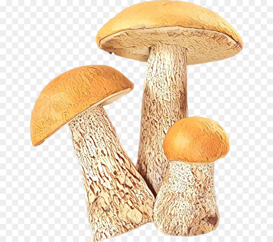 Pleurotus Eryngii，Champignons PNG