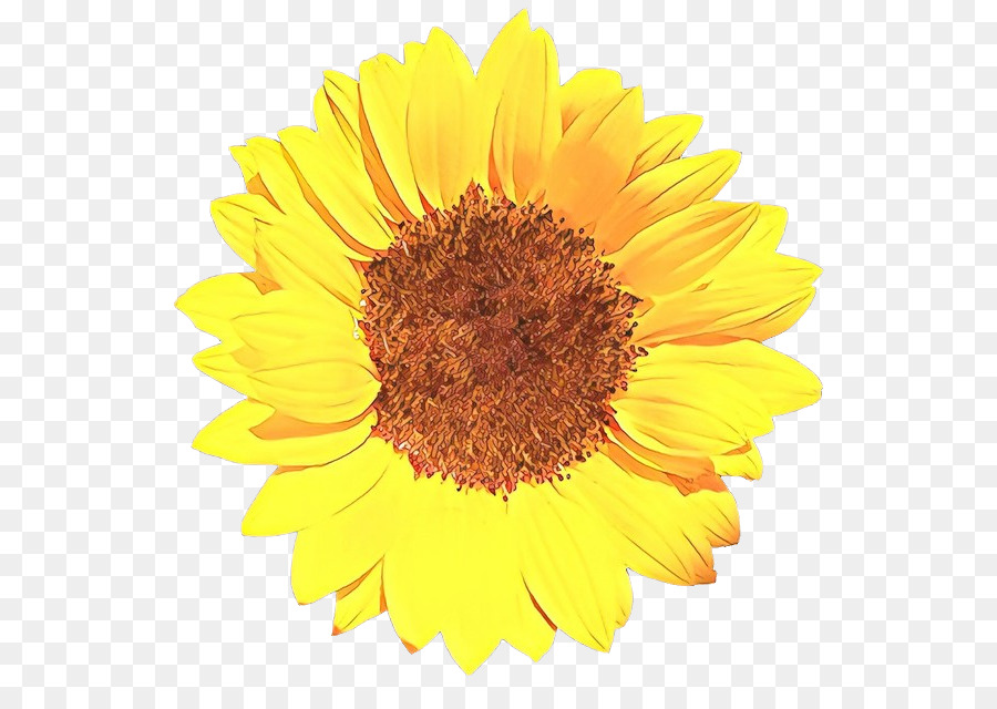 Tournesol，Jaune PNG