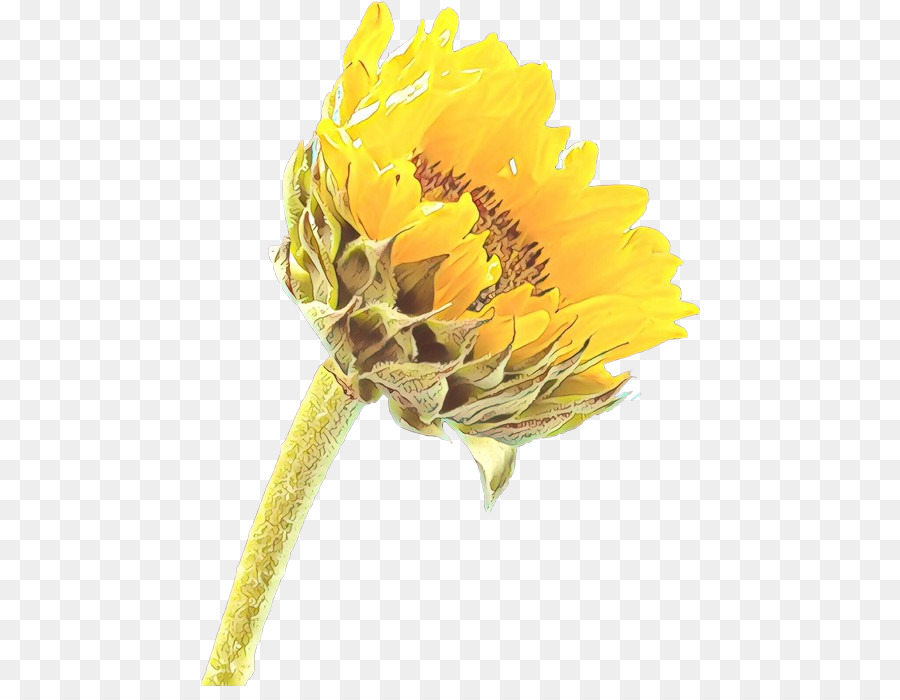 Commune De Tournesol，Fleur PNG