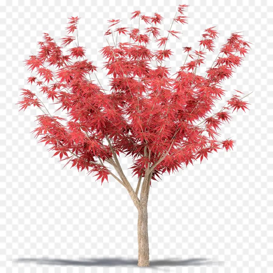 Arbre Rouge，Feuilles PNG