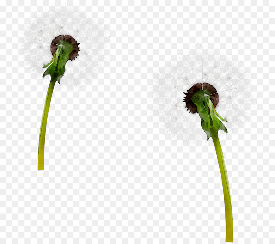 La Floraison De La Plante，Tige De La Plante PNG