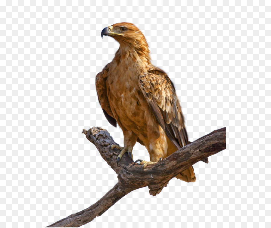 Aigle，Oiseau PNG