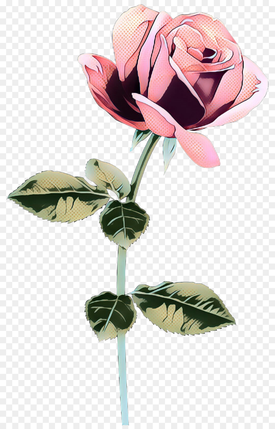 Rose Rose，Floraison PNG