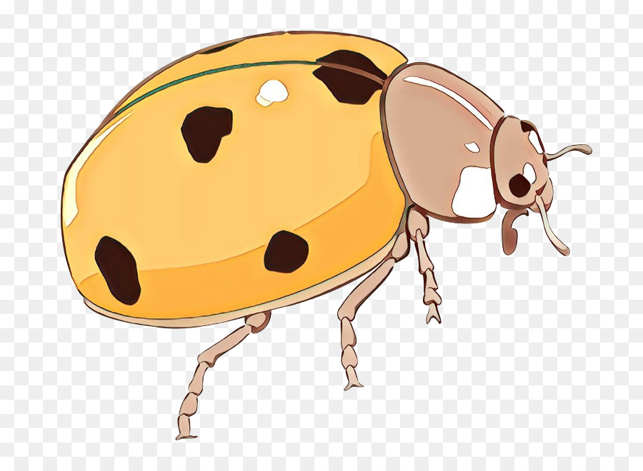 Coccinelle，Insecte PNG