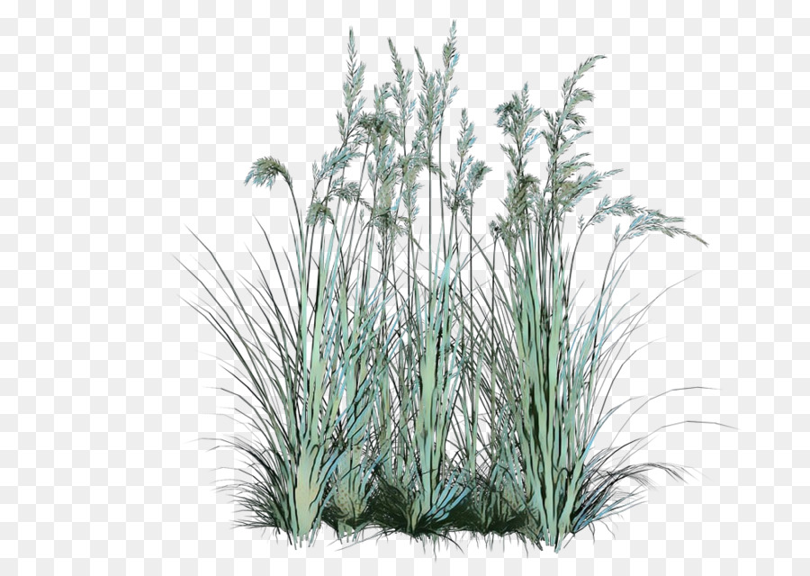 Herbe，Usine PNG