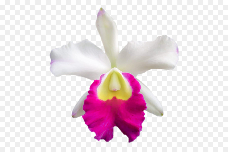Orchidée De Noël，Bétail Cramoisi PNG