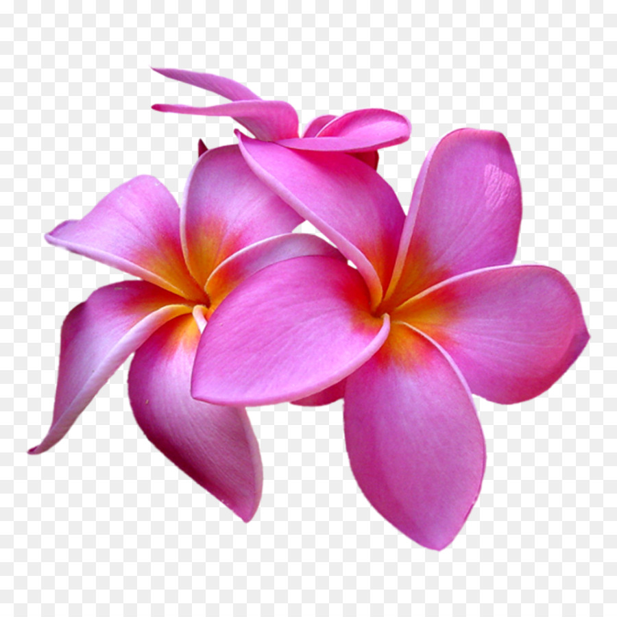 Fleur，Frangipani Rouge PNG