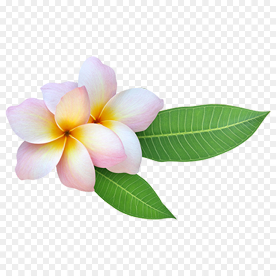 Frangipani Rouge，Fleur PNG