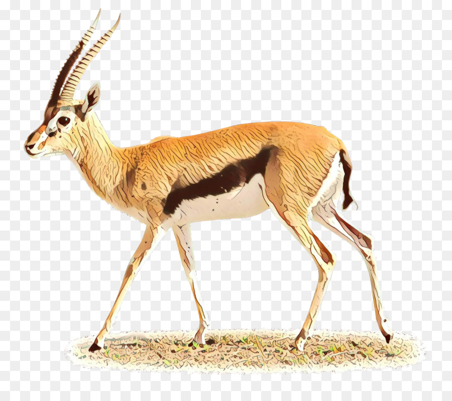 Gazelle，Antilope PNG