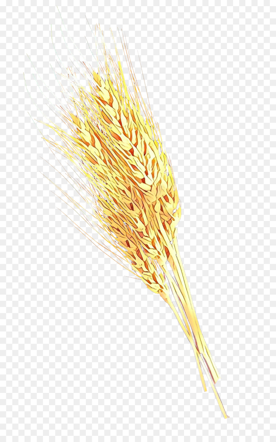 Blé，Grain PNG