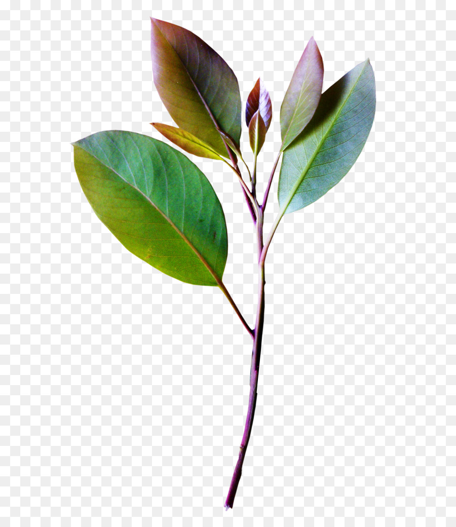 Plante Verte，Feuilles PNG