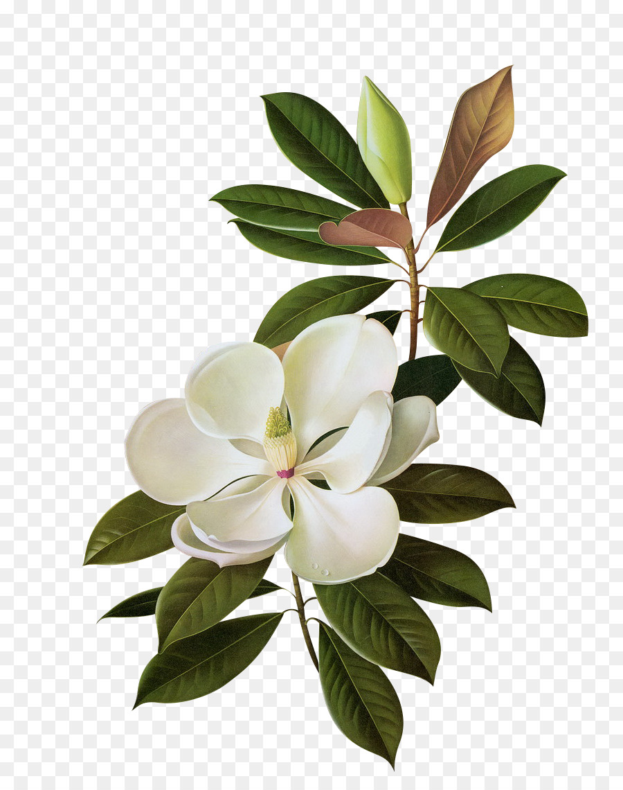 Magnolia Du Sud，Fleur PNG