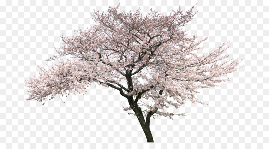 Fleur De Cerisier，Cerises PNG