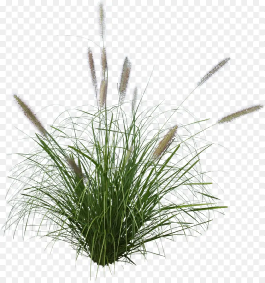 L'herbe D'ornement，Chinois Fontaine Herbe PNG