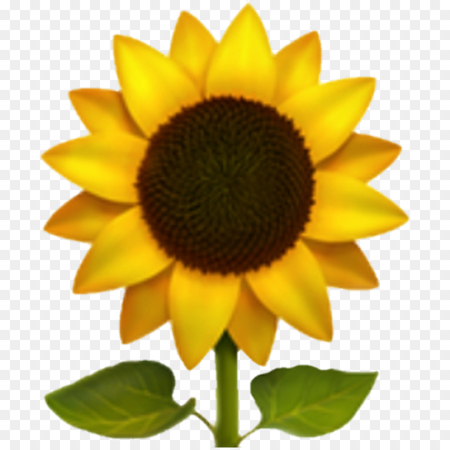 Tournesol Jaune，Feuilles Vertes PNG