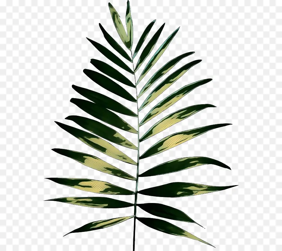 Les Palmiers，Les Plantes PNG