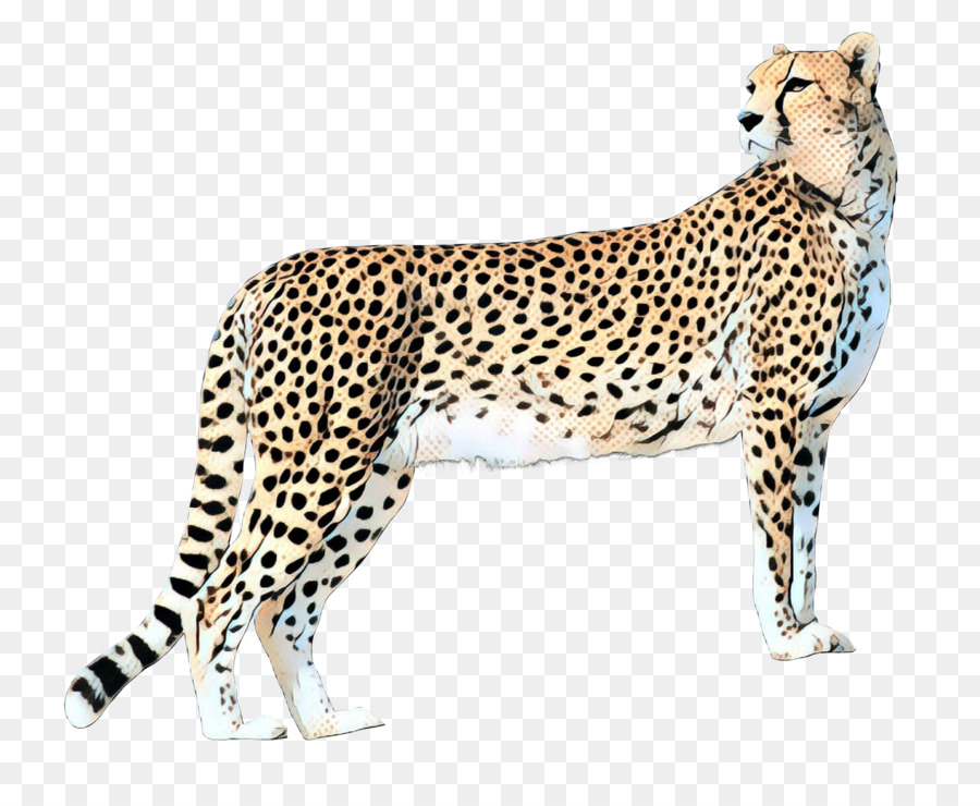 Guépard，Taches PNG