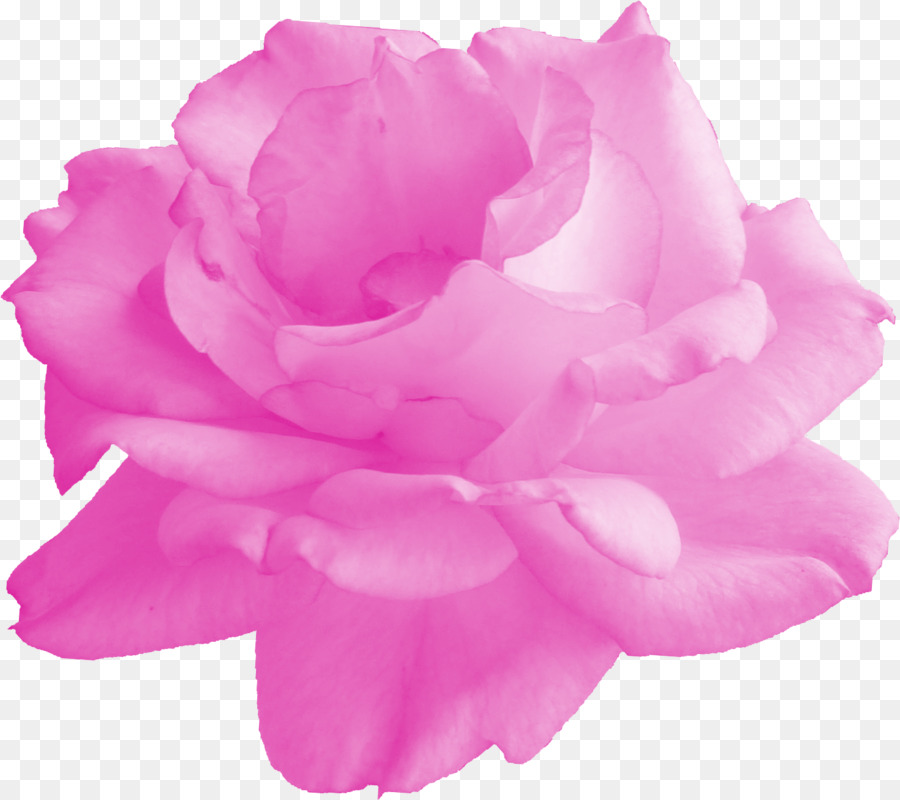 Rose Rose，Fleurir PNG