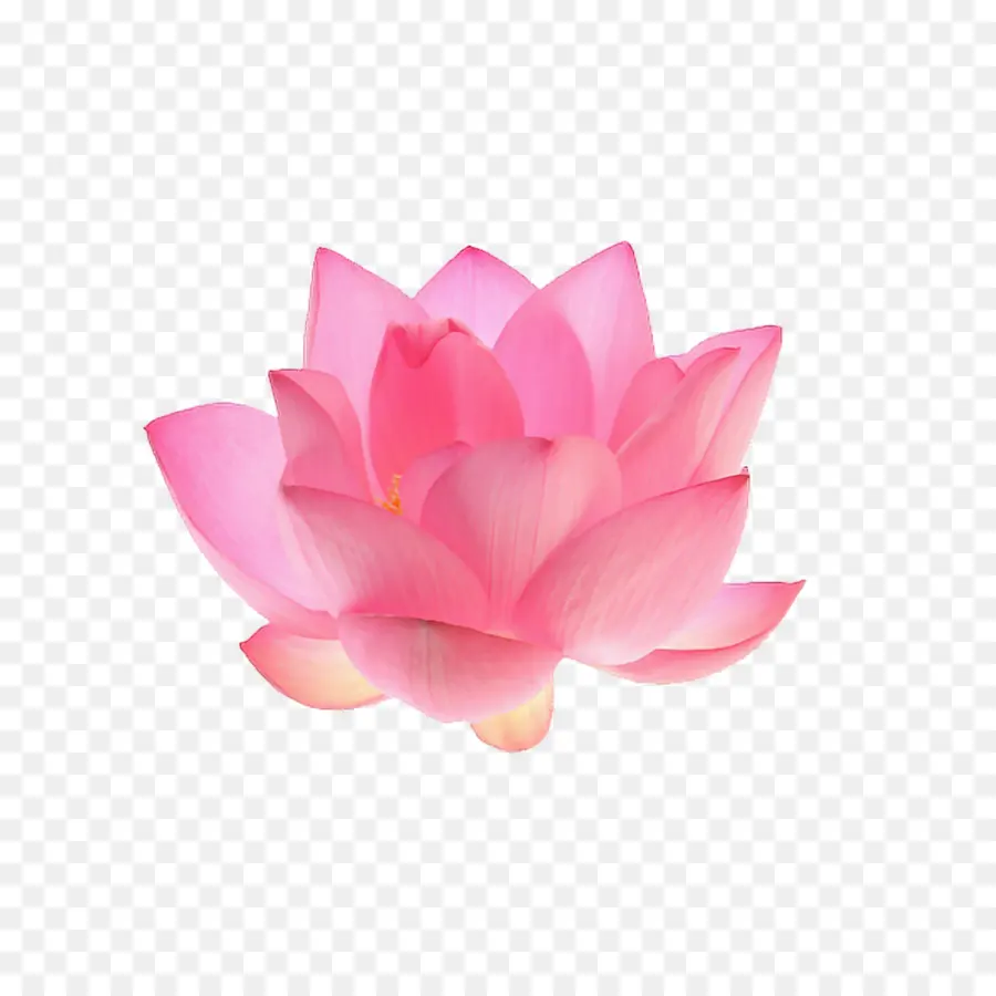 Fleur，Rose PNG